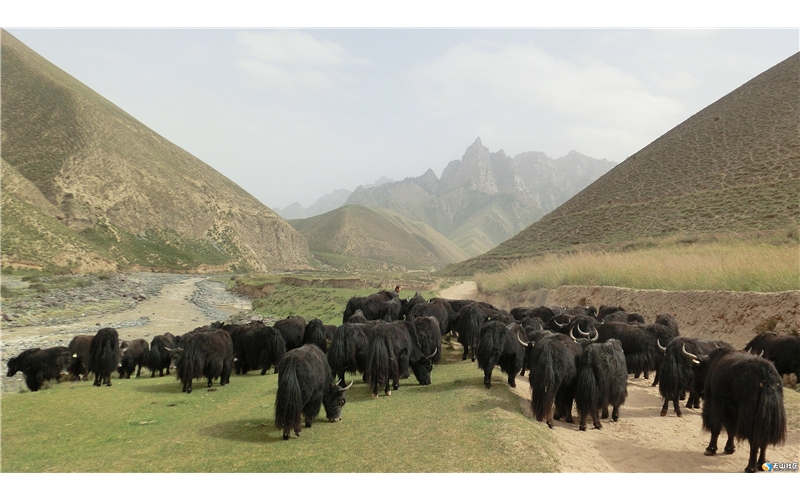 牦牛，藏文化中獨特的符號